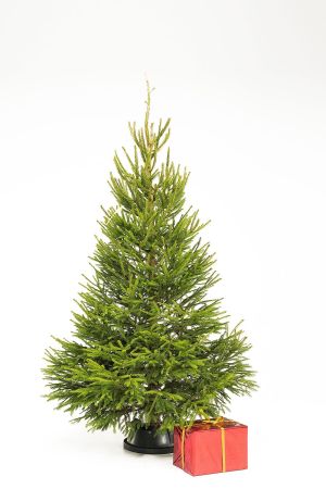 Jõulukuusk väike (30,00) Image