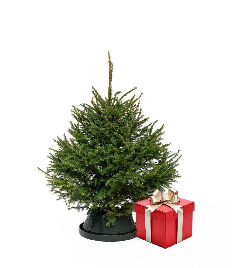 Jõulukuusk mini Image
