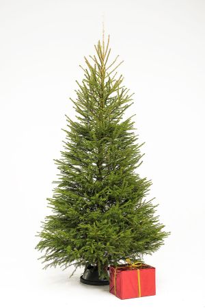 Jõulukuusk väike S (20,00) Image