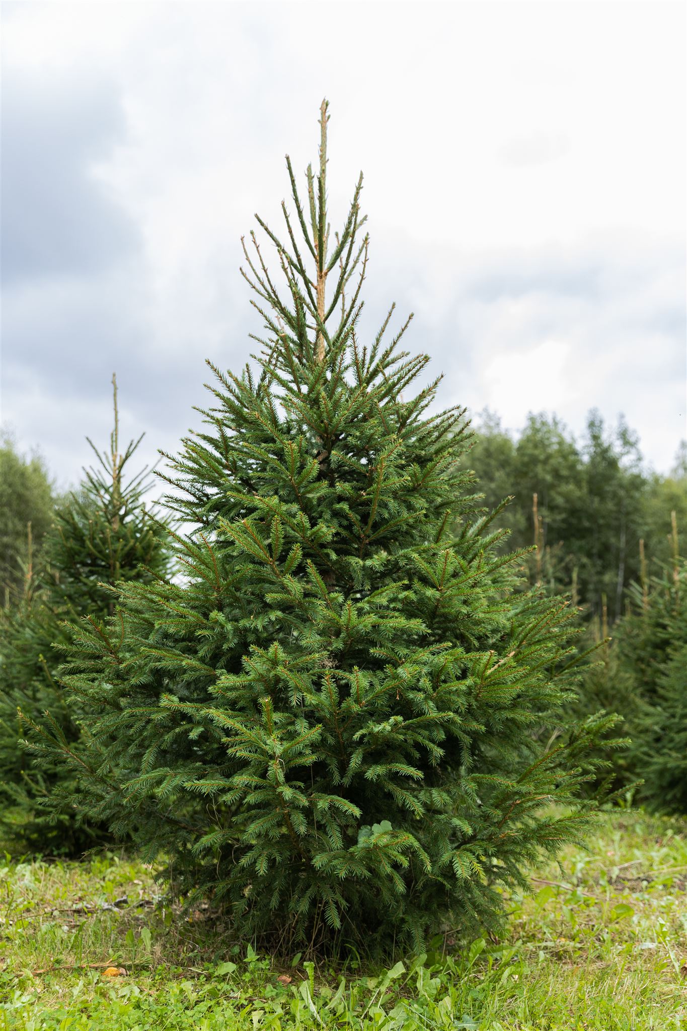 Harilik Kuusk 200-225 Image